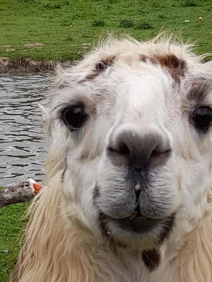 Gite Canard Fromelles Kültér fotó