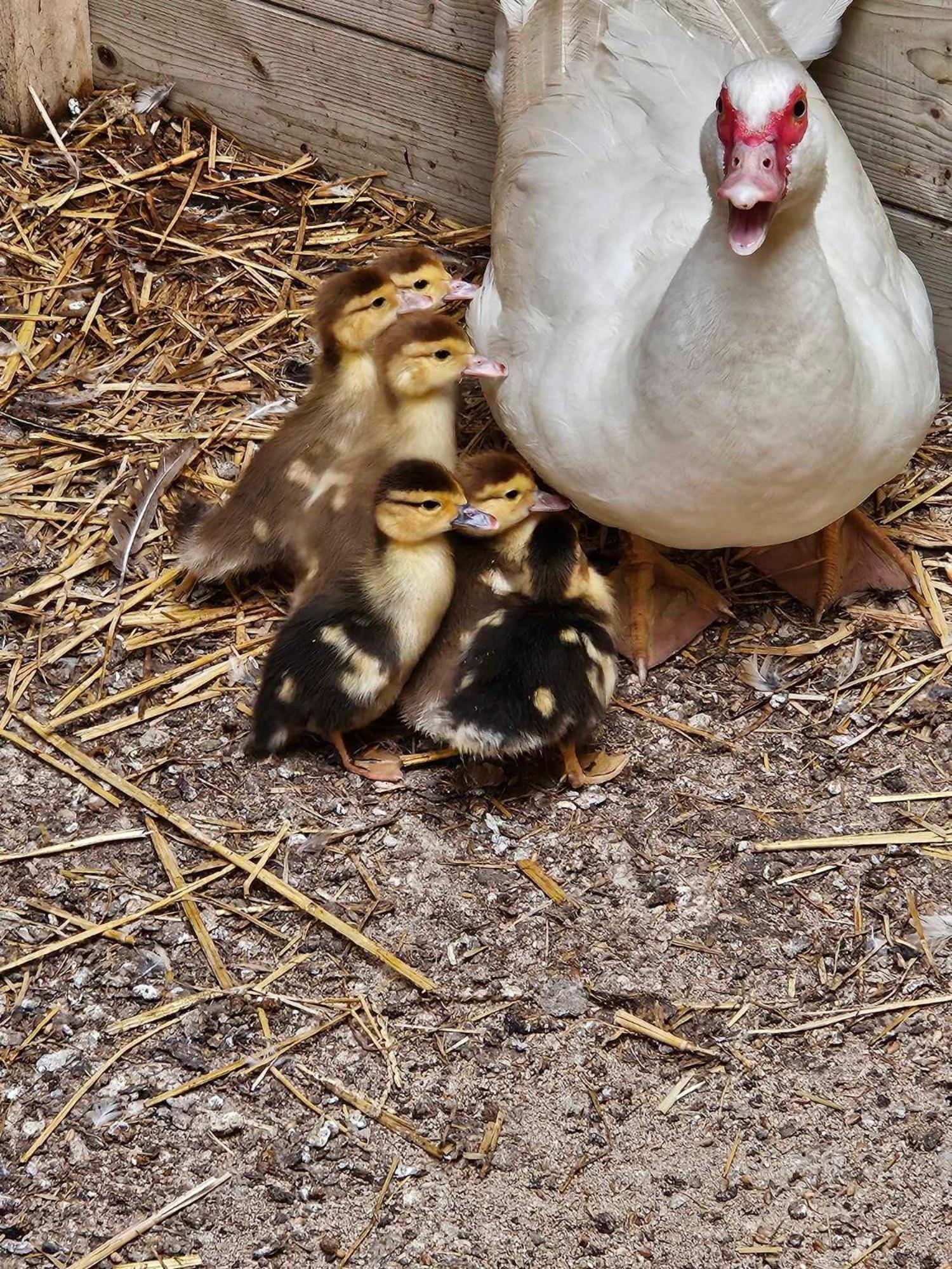 Gite Canard Fromelles Kültér fotó