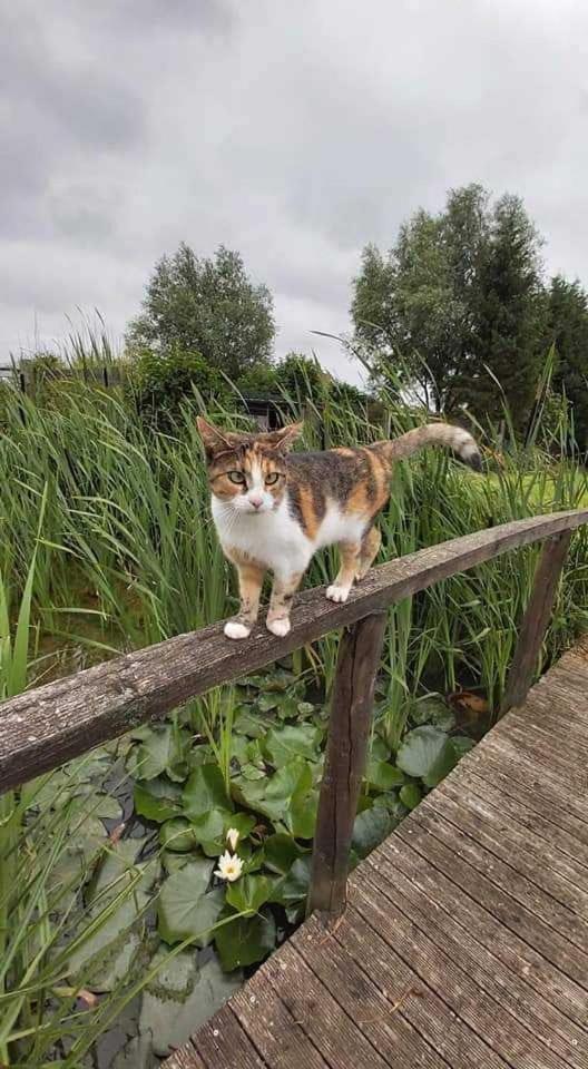 Gite Canard Fromelles Kültér fotó